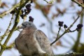 pigeon